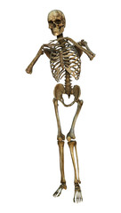 3D Rendering Human Skeleton on White