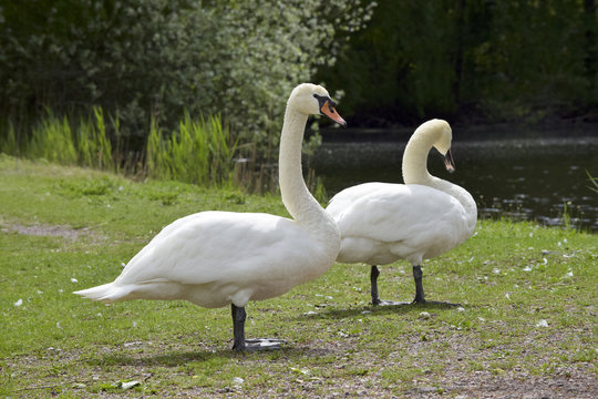Elegant swans couple