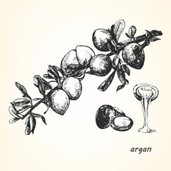 Hand-drawn illustration of Argan. Vector