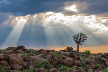 The quiver tree, or aloe dichotoma, Keetmanshoop, Namibia