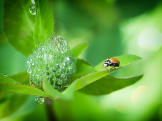 Ladybug on flowers with dew drops