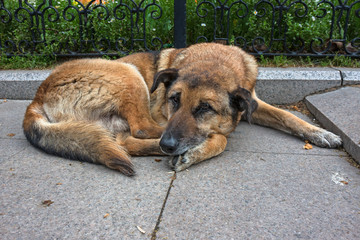 Tired dog, rests lying on the ground
