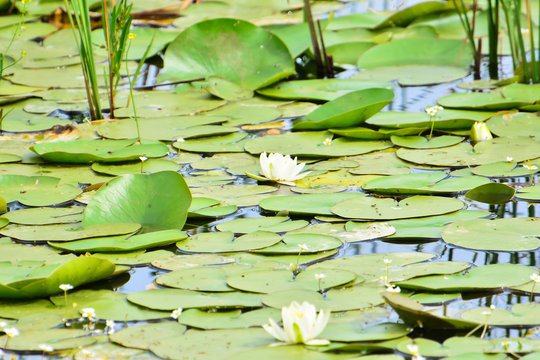 Doğal G&ouml;l Nil&uuml;feri