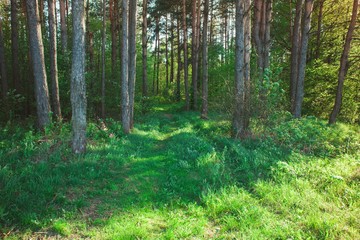 Beautiful forest path through the trees. Landscape in summer