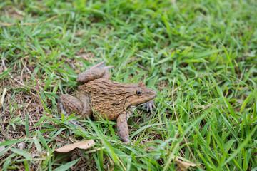 Toad On The Grass,Park