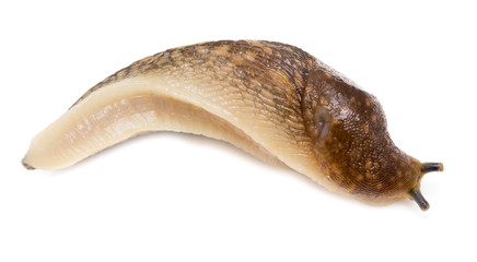 Slug snail on white background