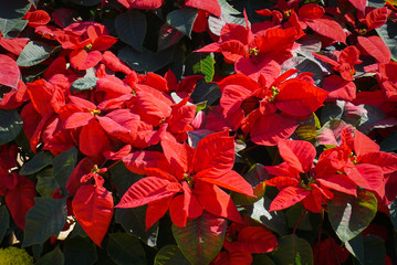 red poinsettia flowers