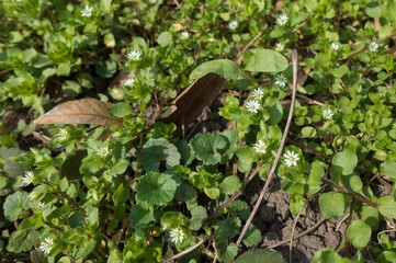 Close up of white flowers of Stellaria media