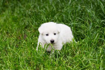 White shepherd puppy on the grass