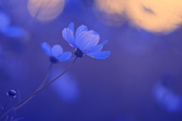 Fototapeta na wymiar Delicate cosmos flower on a beautiful blue background