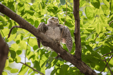 Spotted owlet show wing on the tree.