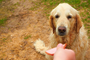 big dog takes food from human hands