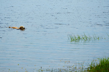 big dog swims in lake near shore