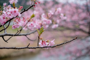 Beautiful Cherry blossom,CLose up