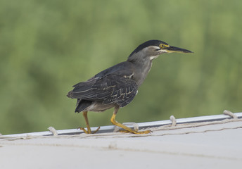 Striated heron perched on top of a river boat