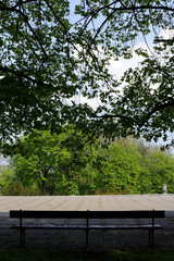Empty bench in the middle of a park below a green tree