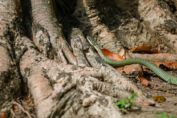 Snake crawling Into The Tree
