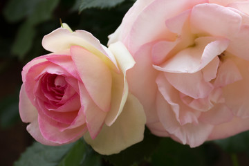 ピンクのバラ