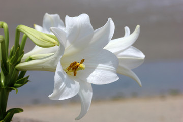 白ユリの花