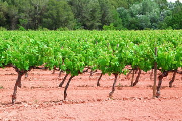 Fototapeta na wymiar Vineyard in a red earth cultivation and green grapevines forming rows.