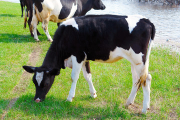 Naklejka na ściany i meble Black and white calf grazing on a meadow near the lake 1