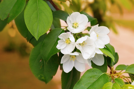 Tender white flowers of apple. Blossoming white flowers on a tree branch on a blurred background. Floral background. Copy space. Soft focus.