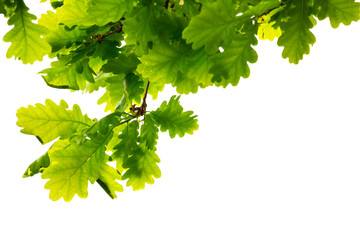 Branch of an oak tree with green leaves hanging from above, on a white background 1