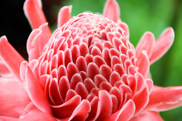 Etlingera elatior is a single-leaved monocotyledon plant with beautiful flowering flowers