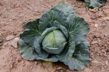 Headed cabbage