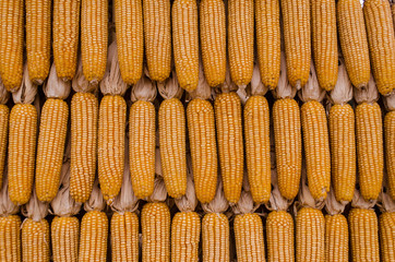 Dry corn wall