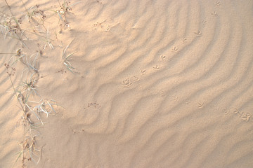 closeup of sand pattern and footprint of a beach in the summer.