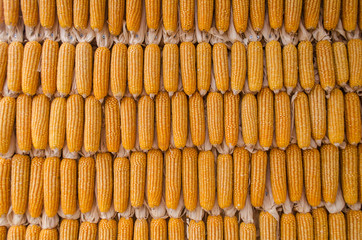 Dry corn wall