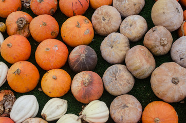 Pumpkin rot