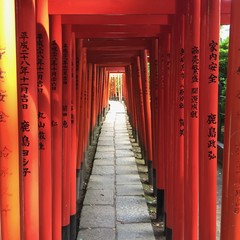 Fototapeta premium 鳥居の道