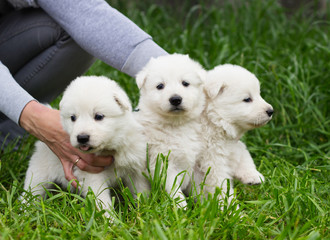 White shepherd puppy on the grass