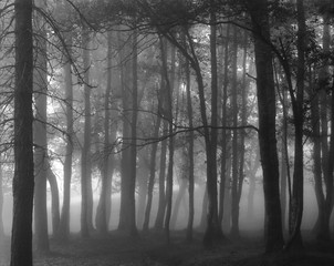 Black and white foggy forest