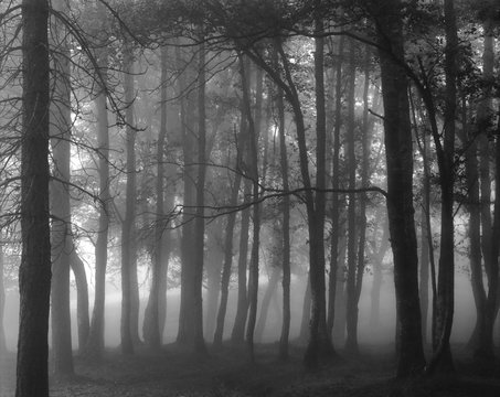 Fototapeta Black and white foggy forest