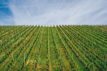 Fototapeta na wymiar Vineyards in Luxembourg