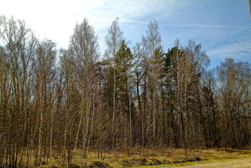 Obraz premium Spring forest on a Sunny day in Russia Tula oblast