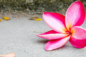 Impala Lily or Desert Rose flower on the floor