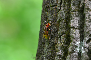 Ape sul tronco di un albero nel bosco