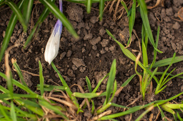 first spring flowers, snowdrops in garden, sunlight