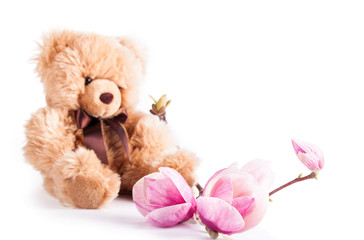 Flower magnolia isolated on white background