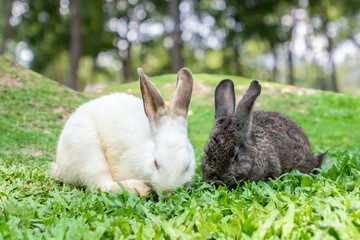 White rabbit and dark brown rabbit on lawn and bokeh in the background