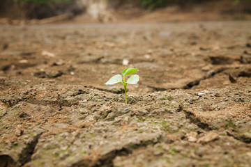 Seedlings can be grown in the climate dry ground