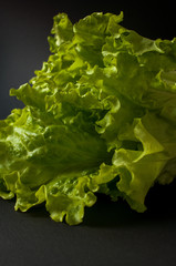 Salad leaf. Lettuce on black background.