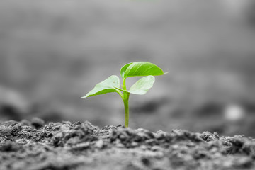 Seedlings can be grown in the climate dry ground