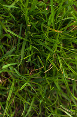 Fototapeta na wymiar Green real grass texture background. Top view photo