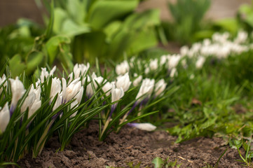 first spring flowers, snowdrops in garden, sunlight