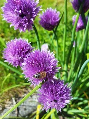 FLEUR DE CIBOULETTE / CHIVES
